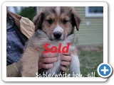 sablewhite_boyallaroundcollar_rSold