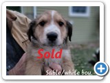 sablewhite_boythinrightsidecollar_rSold