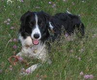 Small picture of Sire